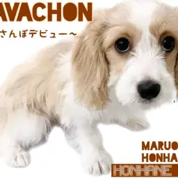 【MIX】初年度ワクチン終了!キャバションちゃんのお散歩デビュー!!