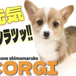 【 コーギー 】短足の元気印!一緒に遊ぶの大好きな明るい性格のパートナードッグ