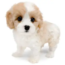 MIX（キャバリアキングチャールズスパニエル×ビションフリーゼ）