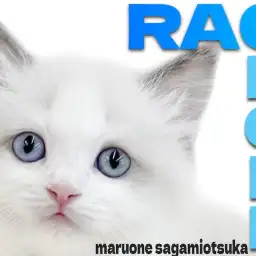 【 ラグドール 】ホワイトキャンパスにピュアなブルーの瞳が光り輝く甘えん坊猫!