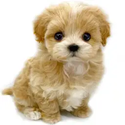 MIX（マルチーズ×トイプードル）