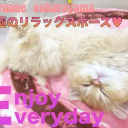 【 ラガマフィン 】究極の安心の証！！へそ天ポーズから液体化！