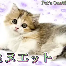 【 ミヌエット 】モフッと豊富な被毛の短足にゃんこ、癒し系ミヌエットちゃん!