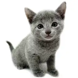 ロシアンブルー