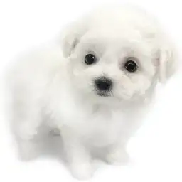 ビションフリーゼ