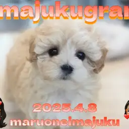 【 イマジュクグラム 】速報！アプリコットカラーが美しいマルプーの女の子が登場！