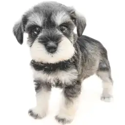 ミニチュア・シュナウザー