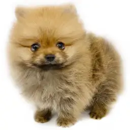 ポメラニアン