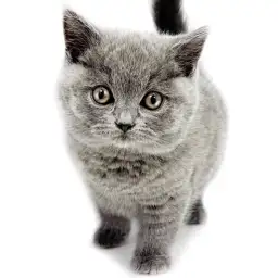 ブリティッシュショートヘア