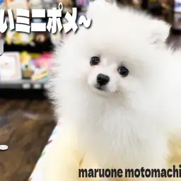 【 ポメラニアン 】生後2か月で体重1kg!小さめサイズの白系ポメの女の子!