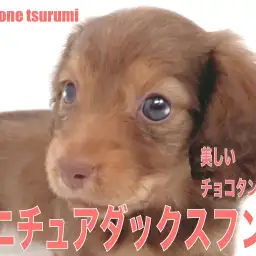【 ミニチュア・ダックスフント 】チョコタンカラーが美しい女の子!!
