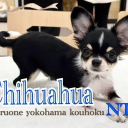 【 チワワ 】チワワ飼い主必見!愛犬に最適なグッズ選びのコツとケア方法