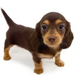 ミニチュア・ダックスフント