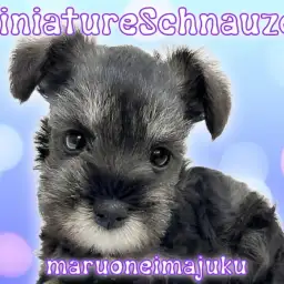 【 ミニチュアシュナウザー 】ソルト&ペッパーが美しい甘えん坊の男の子!