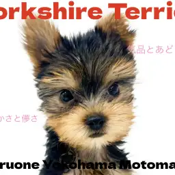 【 ヨークシャーテリア 】横浜元町にやってきた小さめサイズの愛されヨーキー!