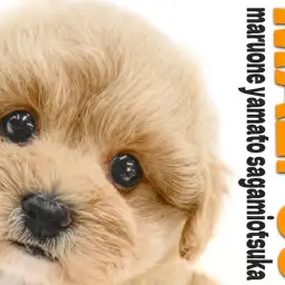 【 マルプー 】愛らしさと飼いやすさが両立する夢のようなMIX犬が大和市に登場!