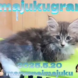 【 イマジュクグラム 】ブルータビーが美しいノルウェージャンの男の子が仲間入り！