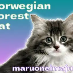 【 ノルウェージャンFC 】PCCチャンピオン直仔!白い靴下を履いた甘えん坊!