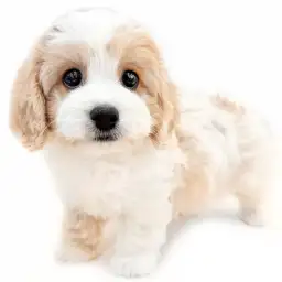 MIX（キャバリアキングチャールズスパニエル×ビションフリーゼ）