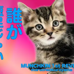 【 マンチカン 】アーティスティックなクラシックタビーの甘ったれ短足王子!
