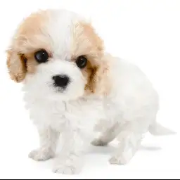 MIX（キャバリアキングチャールズスパニエル×ビションフリーゼ）