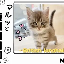 【 マルっと東川口日和No.2 】人気独占!ブリティッシュロングヘアの貴公子降臨