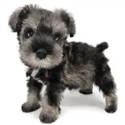 ミニチュア・シュナウザー