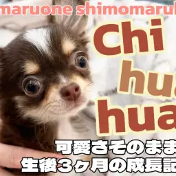 【 チワワ 】人懐っこく社交性抜群!永遠に続く幼さで愛され上手な女の子!
