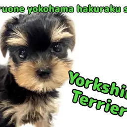 【 ヨークシャーテリア 】生後60日体重650g!温厚な小さめヨーキー登場!