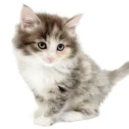 ノルウェージャンフォレストキャット