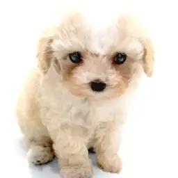 MIX（マルチーズ×トイプードル）