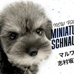【 ミニチュア・シュナウザー 】おヒゲが魅力のわんこ!超美形なシュナくんが登場!