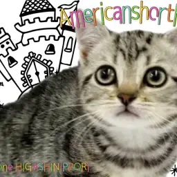 【 アメリカンショートヘア 】毛並みに宿る芸術、クラシックタビーの女神降臨！