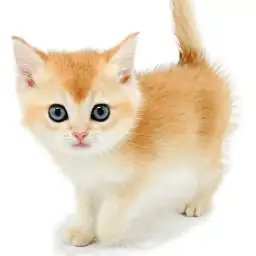 ブリティッシュショートヘア