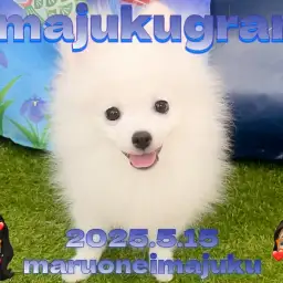 【 ポメラニアン 】可愛い猿期迎えてます！癒し系ホワイトたぬきポメ！