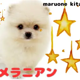 【 ポメラニアン 】沖縄生まれのたぬき顔ポメ！濃い目クリーム女の子が北戸田に登場