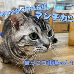 【 ほっこり北通Vol.153 】可愛さ全開な甘えん坊！生後8ヶ月のマンチカン！