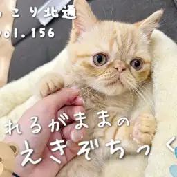 【 ほっこり北通vol.156 】肉球だって触れちゃう！されるがままエキゾチック