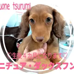 【 ミニチュア・ダックスフント 】成長記録、まっすぐな瞳に吸い込まれそうです!