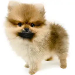 ポメラニアン