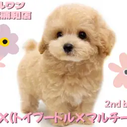 【 マルプー 】最上級に可愛いお顔のMIXが降臨!アプリコットカラーの男の子