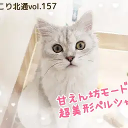 【 ほっこり北通vol.157 】甘えん坊モード全開な超美形ペルシャくん