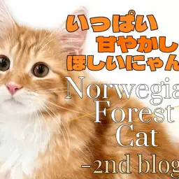 【 ノルウェージャンフォレスト 】体は大きく心は寛大に!イケメン猫の2ndブログ