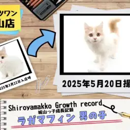 【 ラガマフィン 】城山っ子成長報告!2025年5月22日