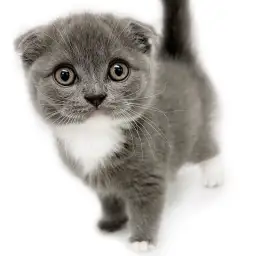 スコティッシュフォールド