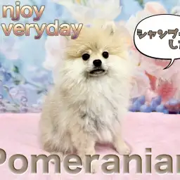 【 ポメラニアン 】仮装大賞は優勝だね!定期的なシャンプーで今日もピカピカ!