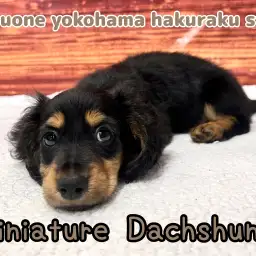 【 ダックス】愛らしさにキュン!小さな体に詰まった無限の魅力