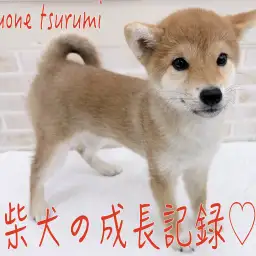 【 柴犬 】成長記録、優しいお姉さんへと成長してきています！