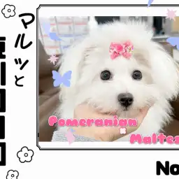 【 マルっと東川口日和No.13 】歩くのが大好き!散歩達人のMIXポメマル