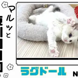 【 マルっと東川口日和No.5 】癒し度No.1キャット!ほのぼの温厚ラグちゃん